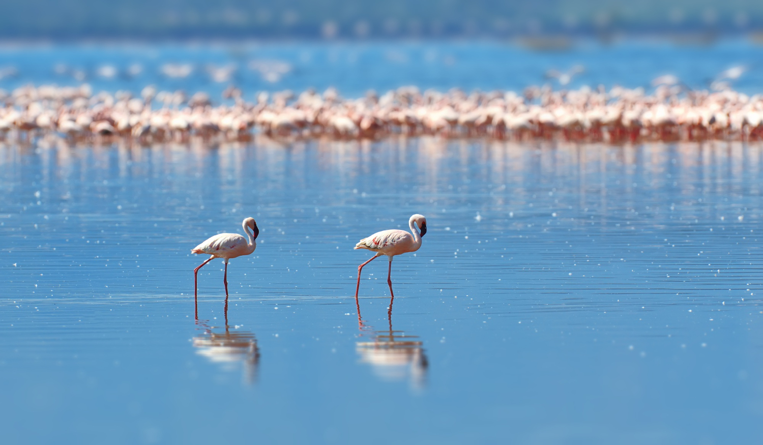 Lake Bogoria