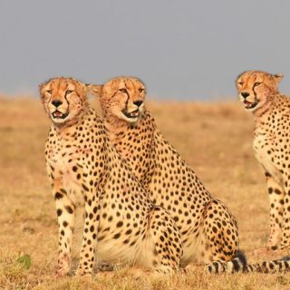 10 Days Nairobi, Samburu, Ol Pejeta, Lake Bogoria, Lake Nakuru & Masai Mara National Reserve