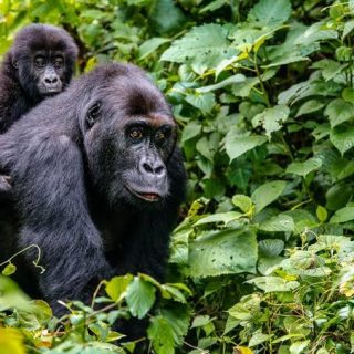 3-Days Bwindi Impenetrable National Park