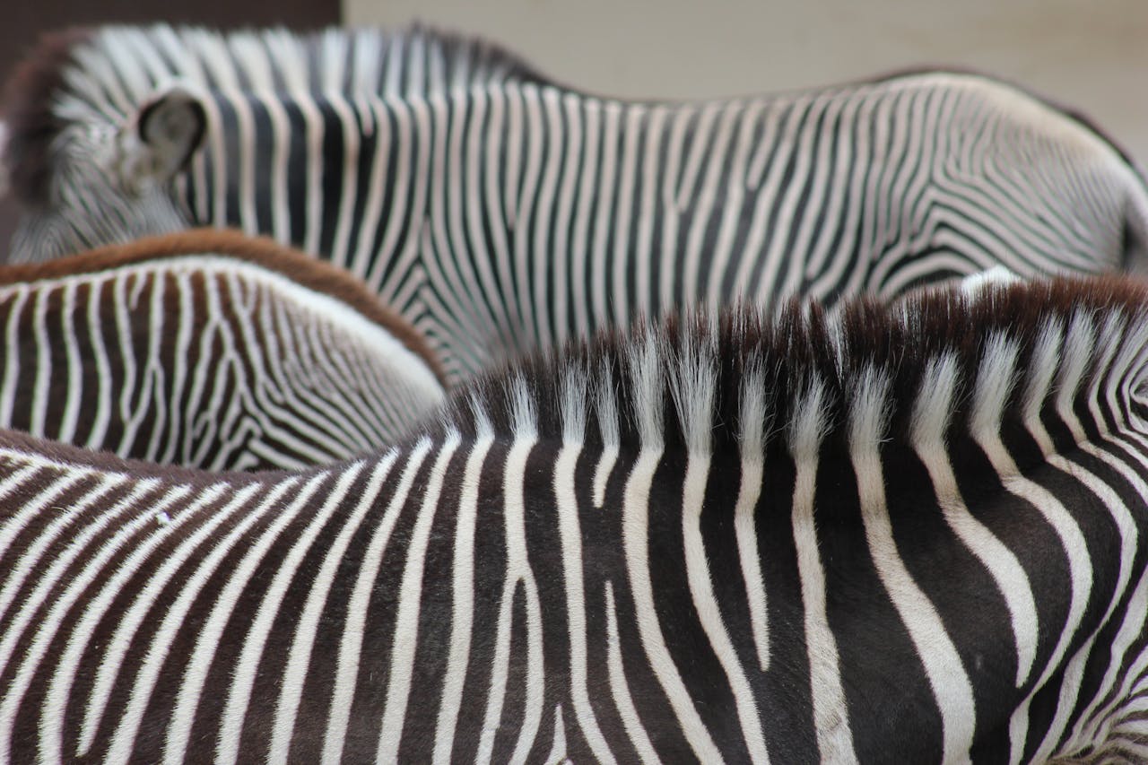 Samburu Game Reserve